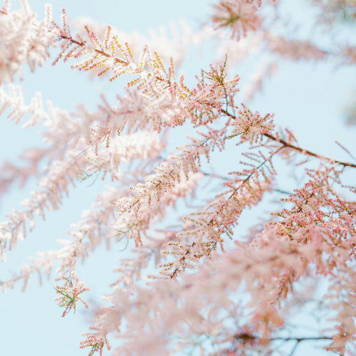 botanic remedies  for gallbladder gemmotherapy