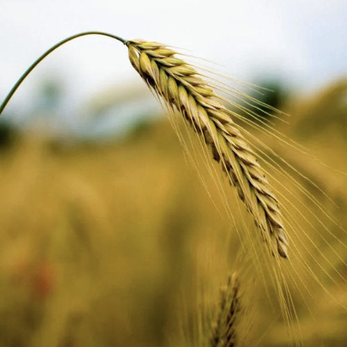 bottles of gemmotherapy remedies