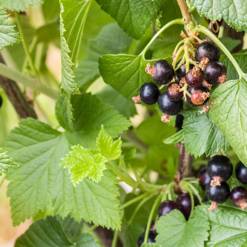 Lymphatic Gemmo Organic Toxin Removal