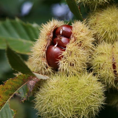 organics used in Lymph Gemmo Lymphatic drainage