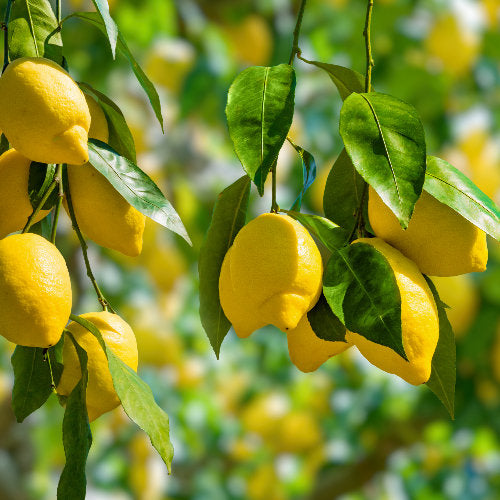 lemons used for Lymph Gemmo Lymphatic drainage