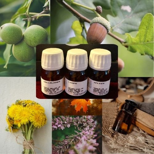 Spleen Gemmo Organic Support